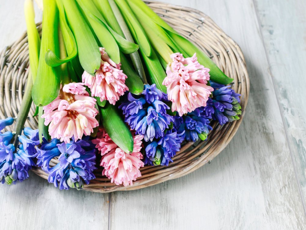 Giftige Frühlingsblumen, die wir gerne in die Vase stellen