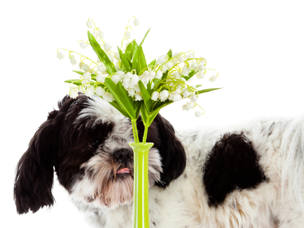 Giftige Frühlingsblumen, die wir gerne in die Vase stellen