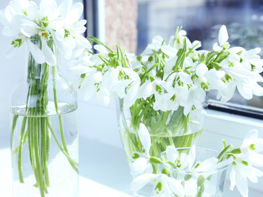 Giftige Frühlingsblumen, die wir gerne in die Vase stellen